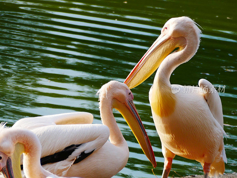 大白鹈鹕(Pelecanus onocrotalus)